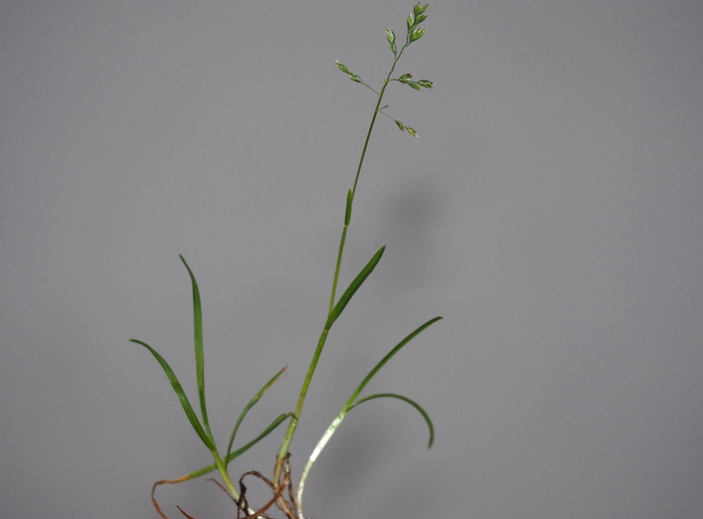 Meadow-grass, Annual plant